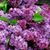 Linda Marie Landow's profile image