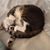Hazel Marchant's profile image