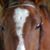 Jan Tracy's profile image