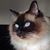 Gene Paul Nesgoda's profile image
