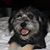 Tracey Wood's profile image