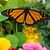 Lisa Geisler Strouse's profile image