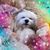 Cheryl Flynn's profile image