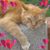 Karen L. Baker-Heintz's profile image