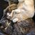 Alexandra Houstoun Craige's profile image
