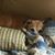 Amanda Mulcahey-Caldwell's profile image
