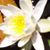 Aliss Lynn Florian's profile image