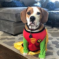 CJ Tortora's profile image