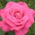 Genoveva Rascol's profile image