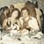 Linda Horton Grafal's profile image