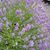 Caroline Lammers Smith's profile image