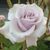 Christiana Drachen's profile image