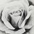 Shay Ranae's profile image