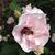 Luana Sheadel's profile image