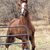 Sue Lehde's profile image