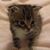 Audrey Collins's profile image