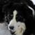 Sandy Vincent's profile image