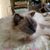 Susan Dorsey-Mcgowan's profile image