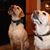 Debbie Sheil's profile image