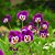 Jeanmarie Sansaver Harvell's profile image