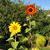 Denise Mejean Schmucker's profile image