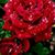 Jackie Schwartz's profile image