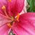 Janica Mehling's profile image