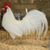 William Sandoe's profile image