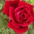 Mary Briggs's profile image