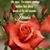 Sonia Delvalle's profile image
