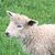 Terri Ramsay's profile image