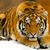 Phantro Felino Cosmico's profile image