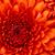 Ronda Behr Bower's profile image