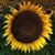 Tracey B Smith's profile image