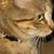 Carol Coppi's profile image