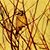 Teri Sneden's profile image