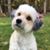 Pearl Menashe's profile image