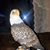 James De Baere's profile image