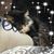 Lisa Quibitz's profile image
