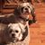 Colleen Durgin Rockstraw's profile image