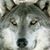 Kim Lewis Heatherly's profile image