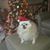 Donnie White's profile image