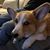 Dan Loschiavo's profile image