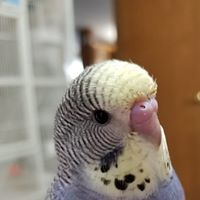 Tammi Johnston's profile image