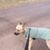 Deb Hershberger-Garb's profile image
