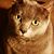 Heather McKee's profile image