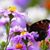 Lesley Marie Brewer's profile image