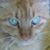 Virginia Coll Scholz's profile image