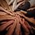Dilcia Preza's profile image