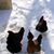 Sarah Stinebaugh's profile image